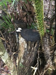 Paramarasmius palmivorus