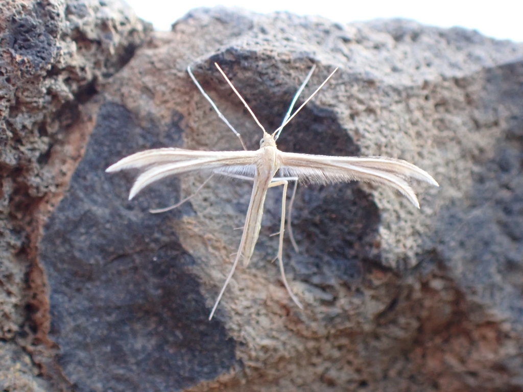 Merrifieldia particiliata