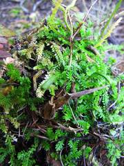Selaginella helvetica