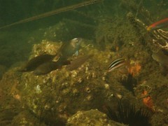 Stethojulis interrupta