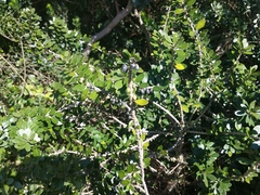 Melicytus orarius