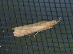 Macrorrhinia endonephele