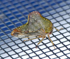 Telamona monticola