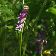 Vicia villosa