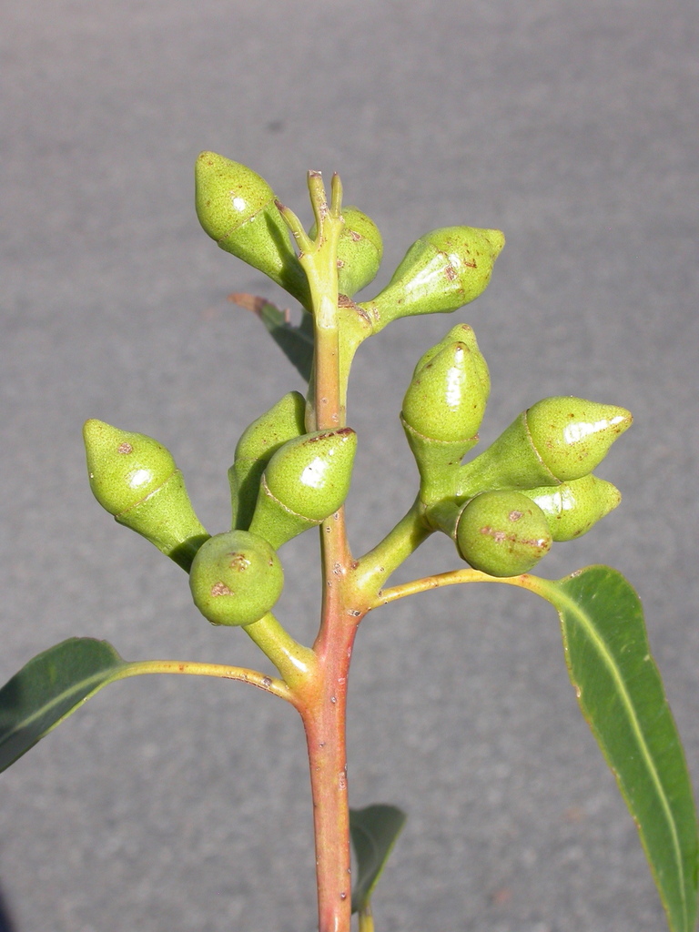 Eucalyptus scias