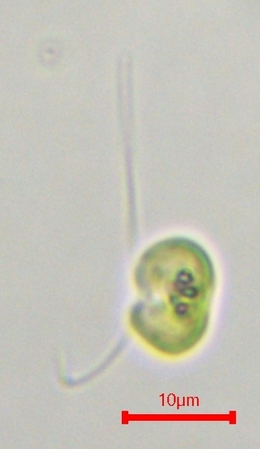 Representative image of Nephroselmis