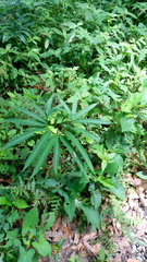 Arisaema heterophyllum
