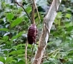 Cryptotympana holsti