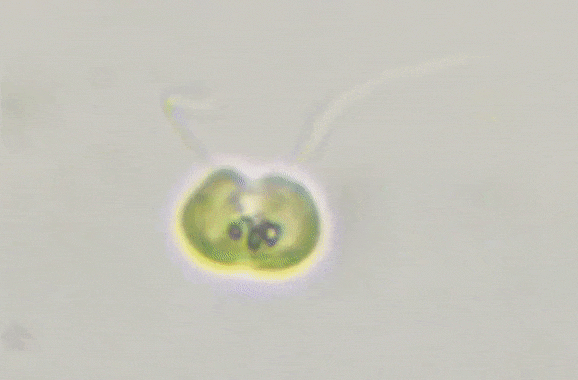 Nephroselmidales