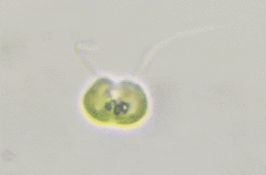 Nephroselmis