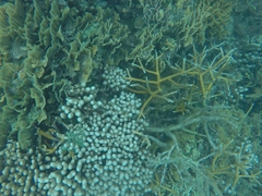 Porites porites