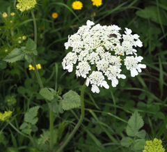 Tordylium trachycarpum