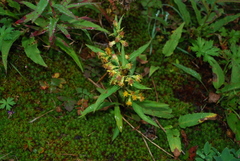 Solidago cuprea