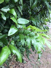 Alectryon excelsus excelsus