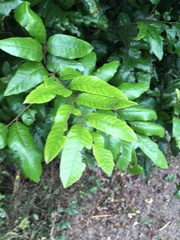 Alectryon excelsus excelsus