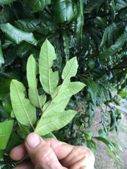 Alectryon excelsus excelsus