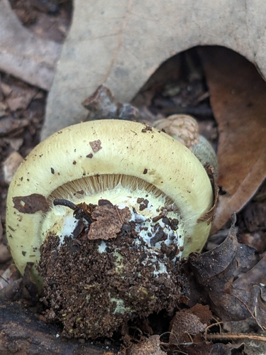 Cortinarius fulmineus