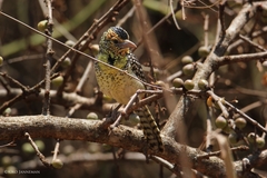 Trachyphonus darnaudii