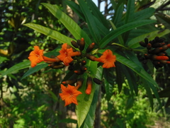 Varronia salviifolia
