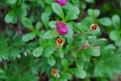 Rhododendron camtschaticum