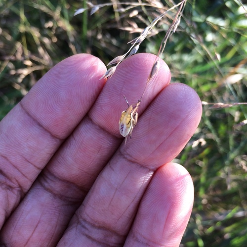 Rice stink bug