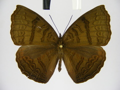 Ariadne actisanes