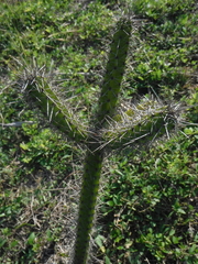 Cereus haitiensis