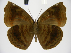 Ariadne actisanes