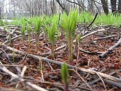 Jacobaea cannabifolia