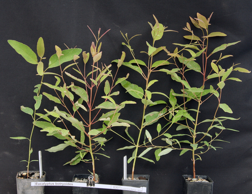 Eucalyptus botryoides