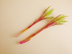 Jacobaea cannabifolia