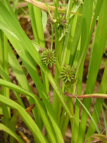 Branched Bur-reed