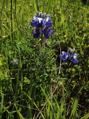 Lupinus nanus