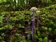 Laccaria masoniae