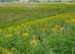 Jacobaea cannabifolia