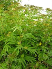 Jacobaea cannabifolia