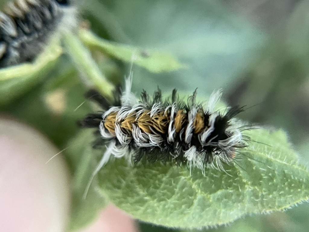 Euchaetes bolteri