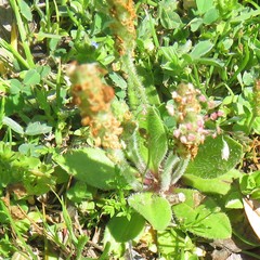 Plantago