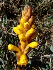 Cistanche phelypaea