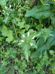 Lamium bifidum