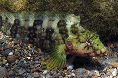 Hairy Blenny photo 1