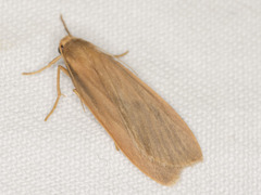 Scoliacma pactolias
