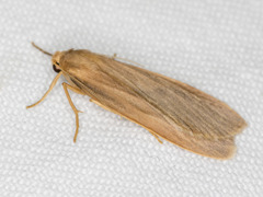 Scoliacma pactolias
