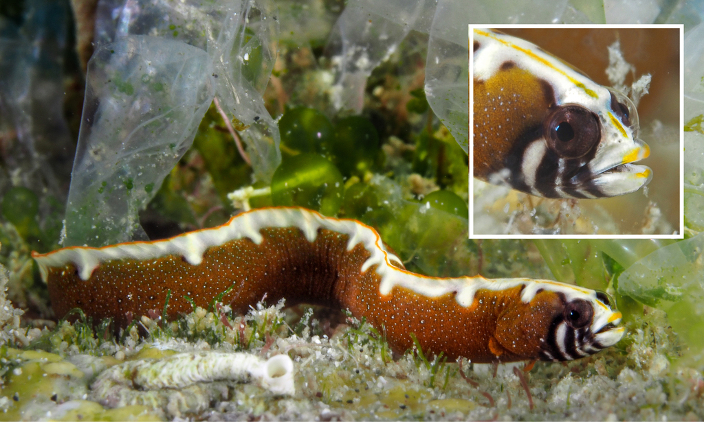 Blackbelly Blenny