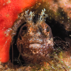 Medusa Blenny photo 2