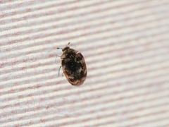 Anthrenus verbasci