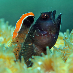 Lancer Red Banner Blenny photo 2