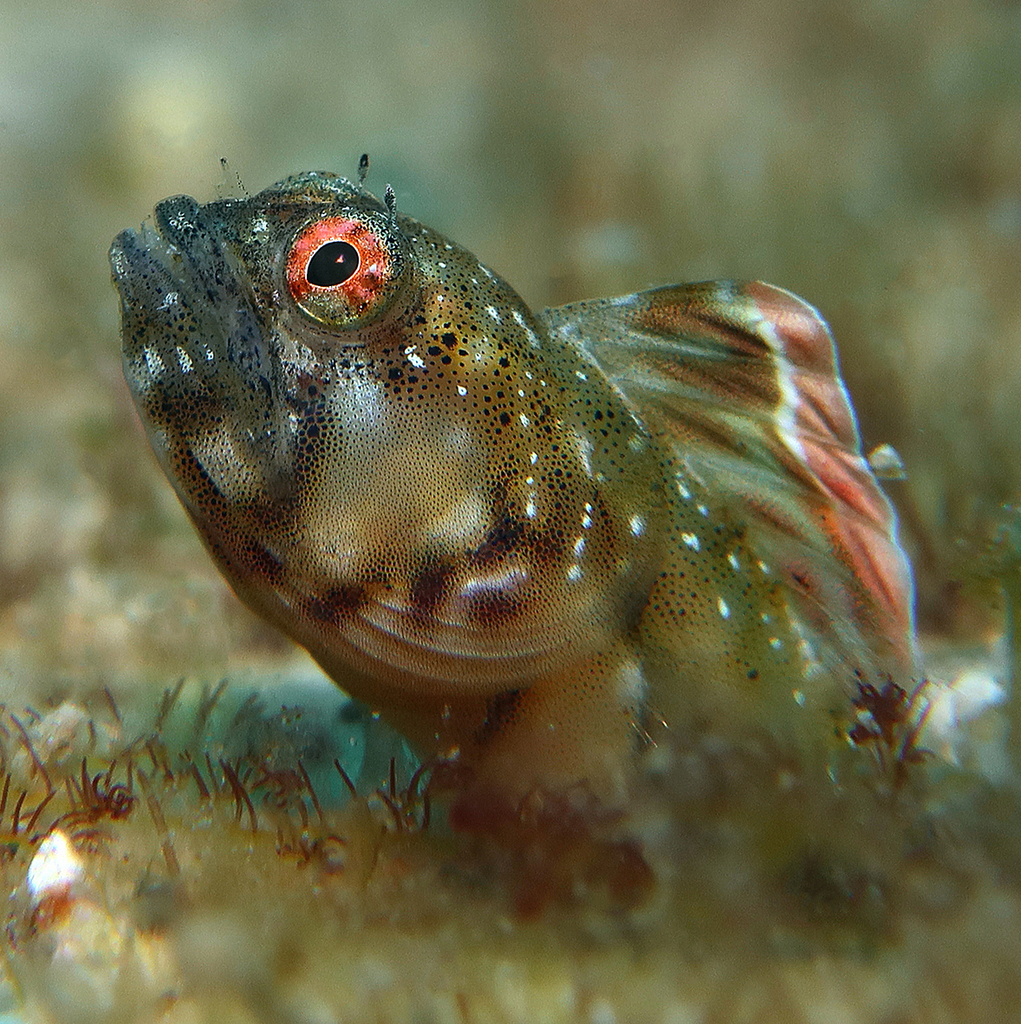 Lancer Red Banner Blenny