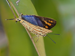 Cigaritis natalensis