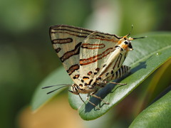 Cigaritis natalensis